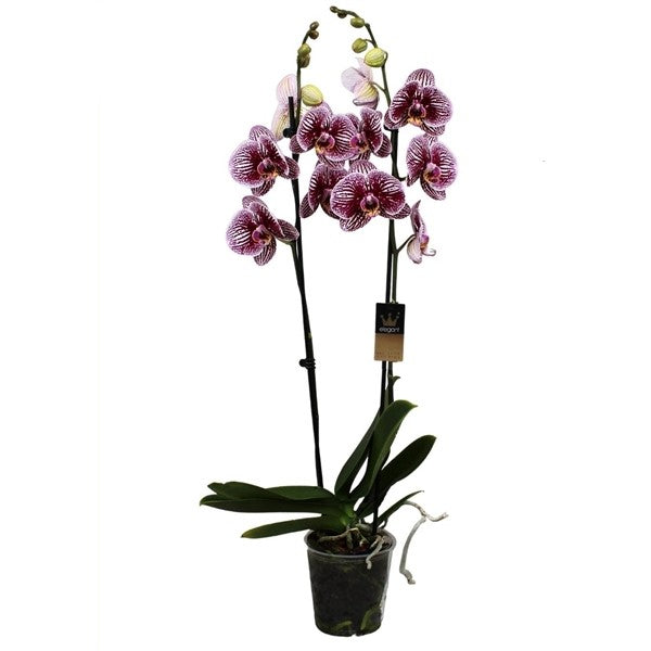 Phalaenopsis 50 cm 2 Triebe - Orchideen - Topforchidee