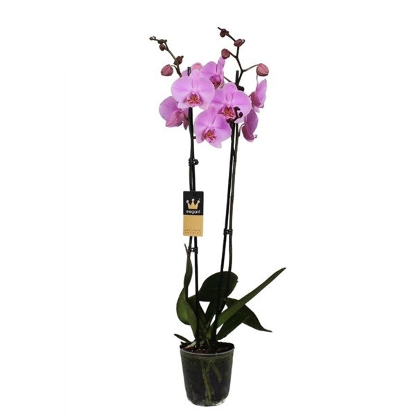 Phalaenopsis 50 cm 2 Triebe - Orchideen - Topforchidee