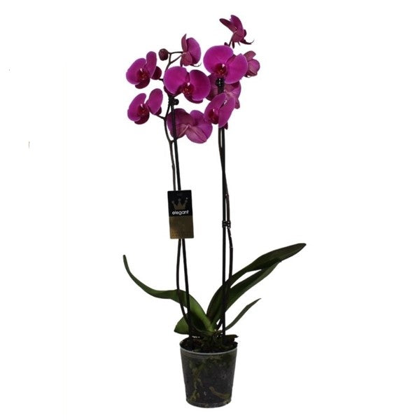 Phalaenopsis 50 cm 2 Triebe - Orchideen - Topforchidee