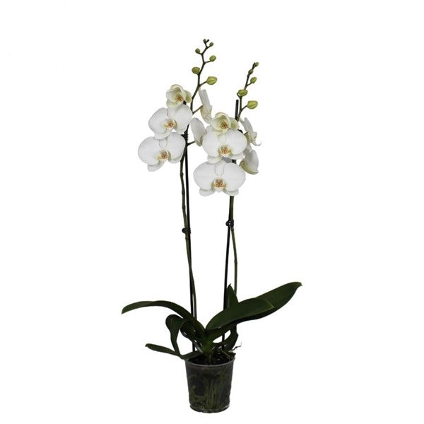 Phalaenopsis 50 cm 2 Triebe - Orchideen - Topforchidee