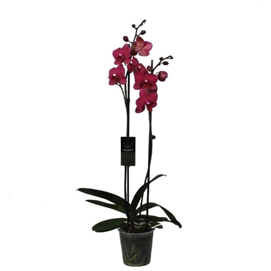 Phalaenopsis 50 cm 2 stonky - Orchideje - Květinová orchidej