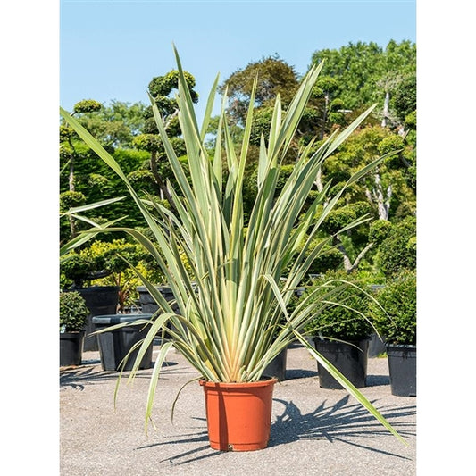 Phormium tenax Variegatum 80-100 cm - len novozélandský / panašovaný - neobvyklý zeleno-bílý barevný přechod na listech