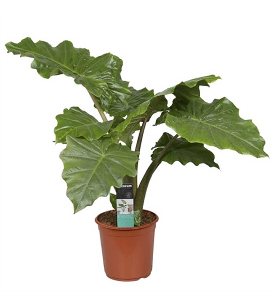 Sloní ucho - Alocasia portodora - Alocasia - Šípolistý - Pokojová rostlina
