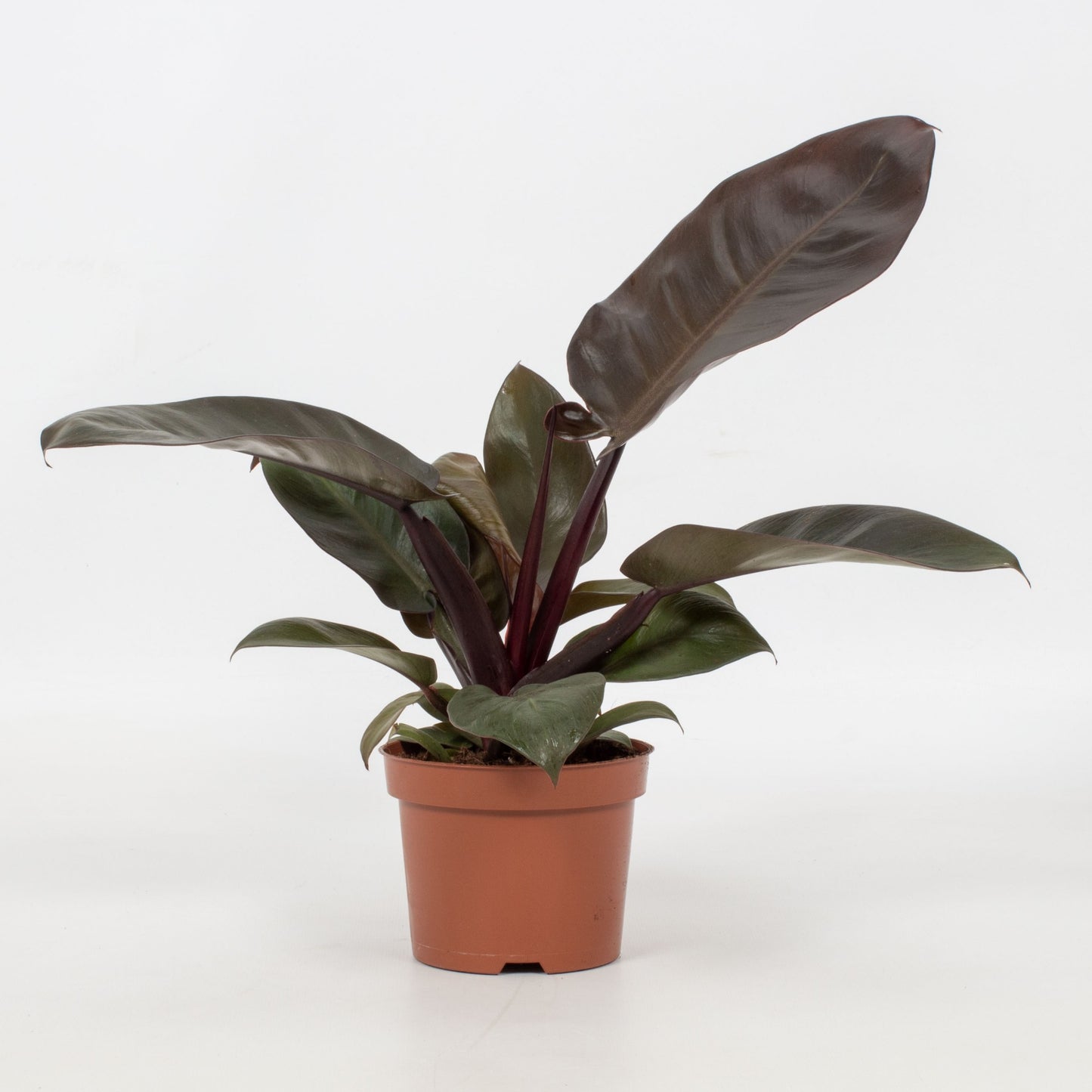 Filodendron černý kardinál cca. 30 cm pokojová rostlina Tree Friend