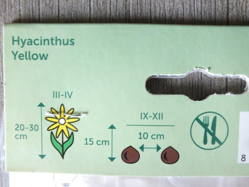 3 Hyacinthus - Hyazinthen Yellow Blumenzwiebeln - winterharter Pflanzen für Garten und Balkon -mehrjährig - für Topf und Beet