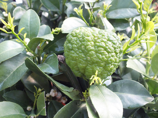 Römische Limette 'Pursha' 80-100 cm Süße Limette - Citrus limetta 'Pursha'