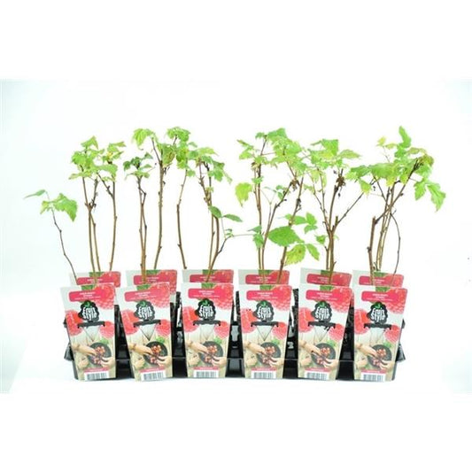 Himbeere - Rubus idaeus 'Ottawa' Herbst-Himbeere