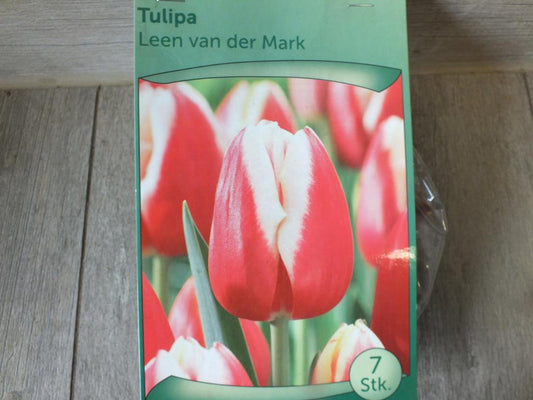 7 x Leen Van der Mark Tulpenzwiebeln - winterharter Pflanzen für Garten und Balkon -mehrjährig - für Topf und Beet