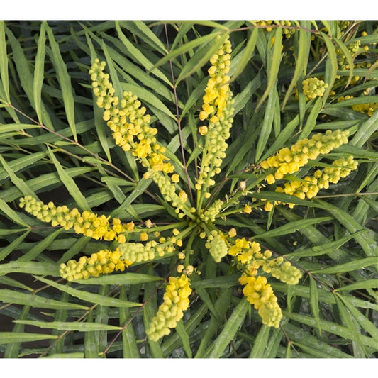 Mahonie eurybracteata 'Soft Caress' - Chinesische Mahonie