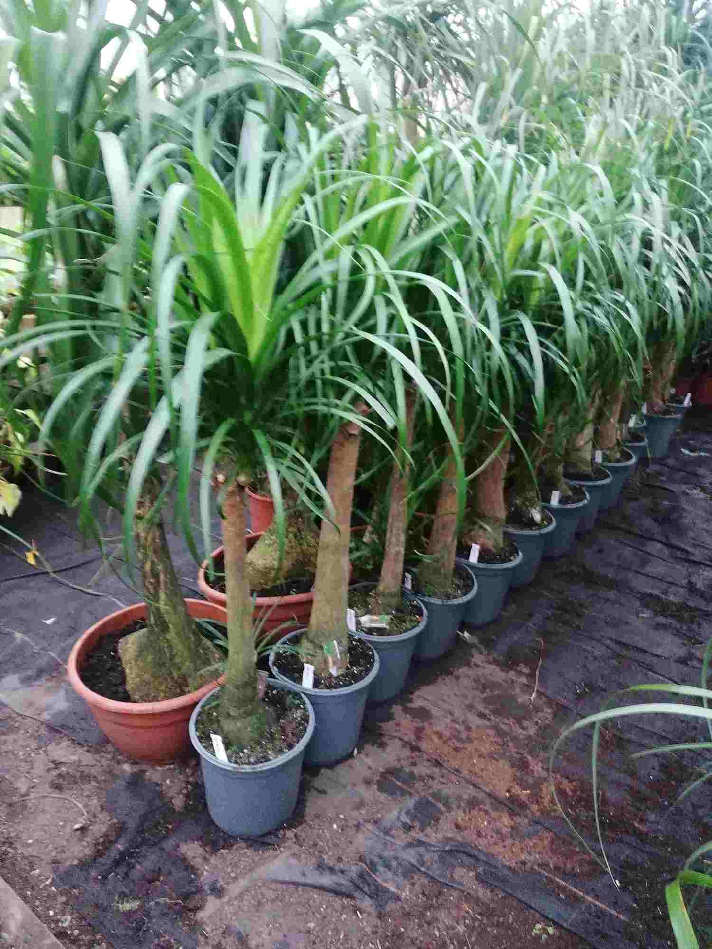 Sloní noha NABÍDKA 100-130 cm Beaucarnea recurvata Láhvový strom Vodní palma Pokojová rostlina