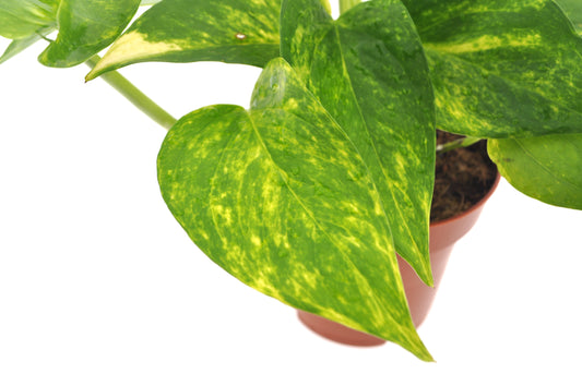 Epipremnum Aureum - hrnec Ø 12 / výška cca. 20 cm popínavá rostlina, snadno udržovatelná závěsná rostlina, pokojová rostlina