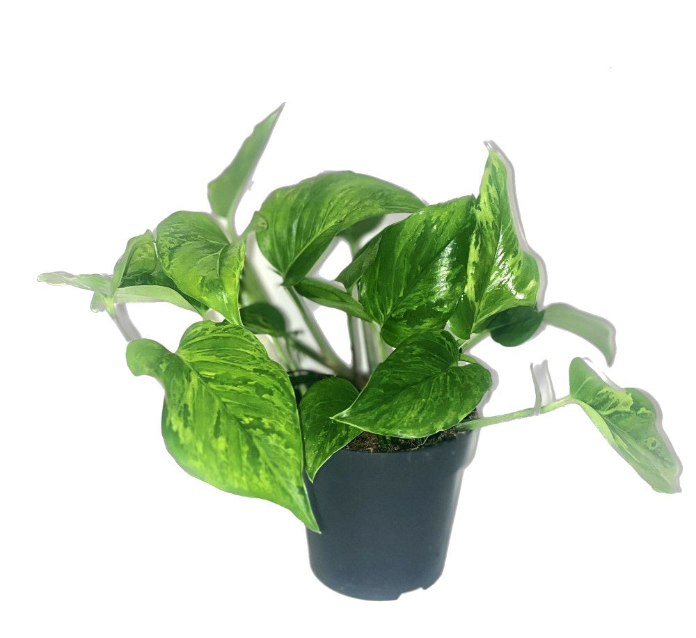 Epipremnum Mramorově zelený - Pothos Ø 12 / Výška cca. 20 cm popínavá rostlina, snadno udržovatelná závěsná rostlina, pokojová rostlina