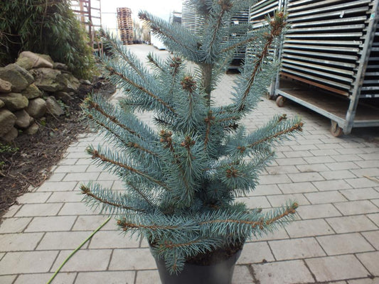 Edith's Blaufichte 'Edith' ca. 100 cm - Picea pungens 'Edith' - Blau-Fichte - extrem frosthart und stadtklimafest