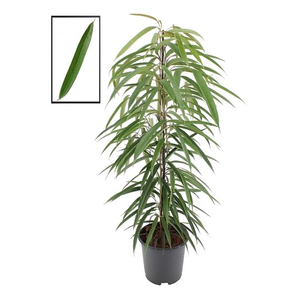 Schmalblättrige Birkenfeige 'Alii' 100-120 cm - Ficus binnendijkii 'Alii'