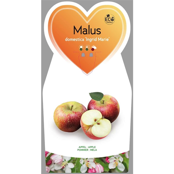 Malus domestica Ingrid Marie - podzimní jabloň - jabloň