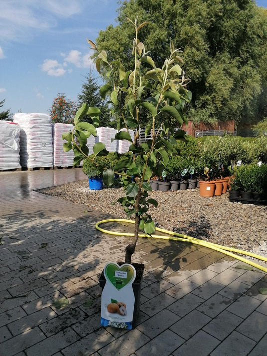 Nashi- Birne Shinko Pyrus pyrifolia Shinko
