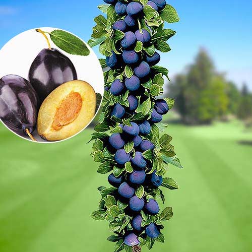 Säulenpflaume 'Imperial' 100-120 cm Prunus domestica 'Imperial' Pflaumenbaum