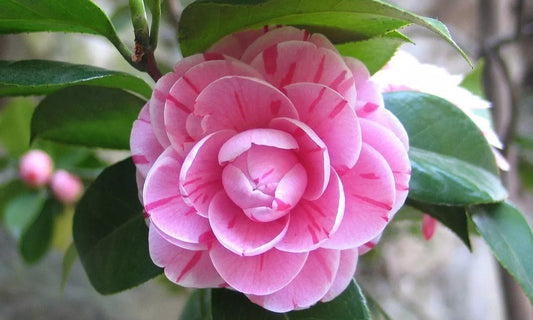 3x Kamelie (Camellia Japonica) in Rot, Rosa und Weiß - Kamellien