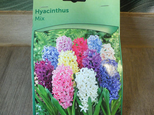 3 Hyacinthus - Hyazinthen Mix Blumenzwiebeln - winterharter Pflanzen für Garten und Balkon -mehrjährig - für Topf und Beet