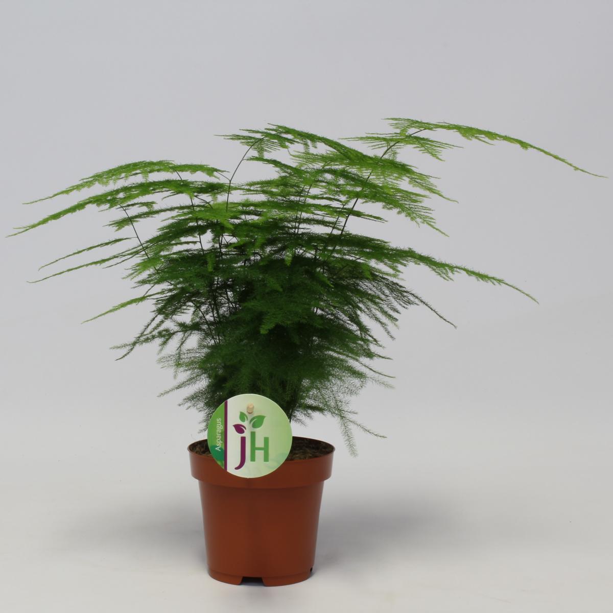 Asparagus setaceus Plumosus 35 cm - Zierspargel