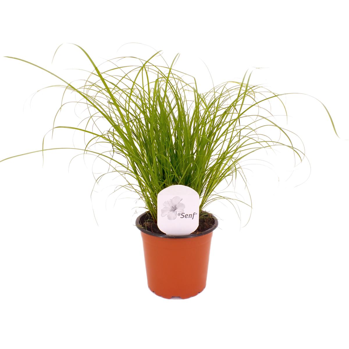 Katzengras 25-30 cm Cyperus Zumula zur Verdauungsunterstützung von Katzen