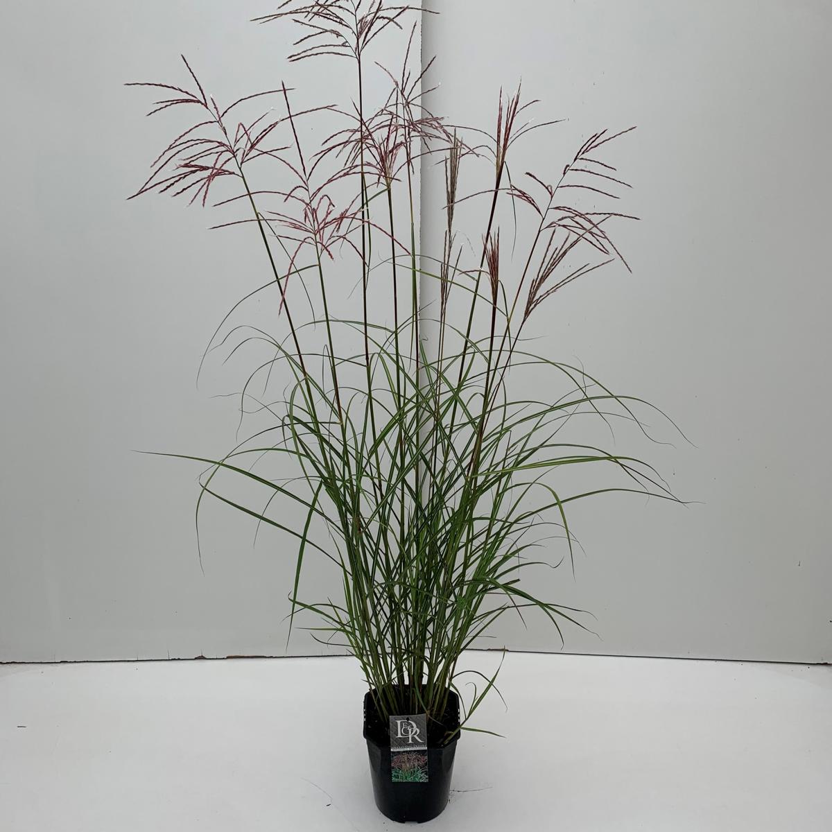 Miscanthus sinensis Ferner Osten 30-50 cm Chinaschilf