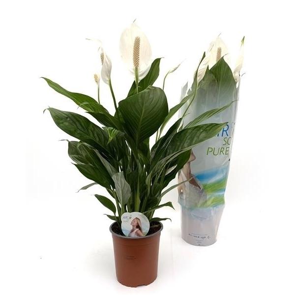 Spathiphyllum  - Einblatt Scheidenblatt Grünpflanze Zimmerpflanze bessere Raumlu