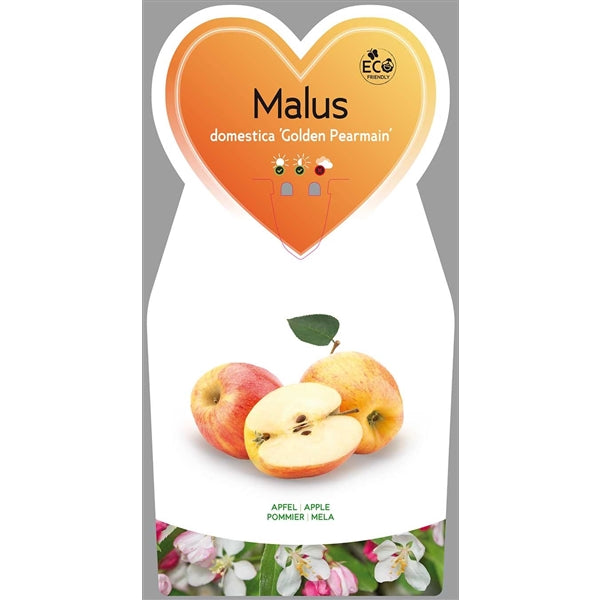 Malus domestica Golden Pearmain - zlatá hrušeň - zlatá hrušeň - jabloň