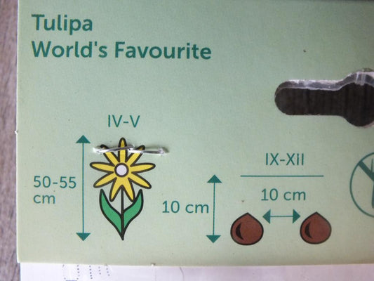 7 x Oblíbené cibule tulipánů světa - odolné rostliny do zahrady a na balkon - trvalky - do květináčů a záhonů