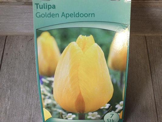 7 x Golden Apeldoorn Tulpenzwiebeln - winterharter Pflanzen für Garten und Balkon -mehrjährig - für Topf und Beet