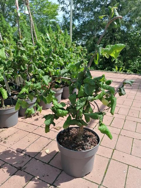 Korkenzieherhaselnuss 'Contorta' - Corylus avellana Contorta