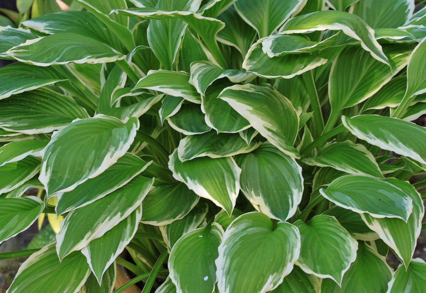 Hosta - Funkien - Herzblattlilien verschiedene Sorten Staude Beetpflanze