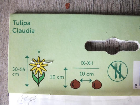 7 x cibule tulipánů Claudia - mrazuvzdorné rostliny do zahrady a na balkon - trvalky - do květináčů a záhonů