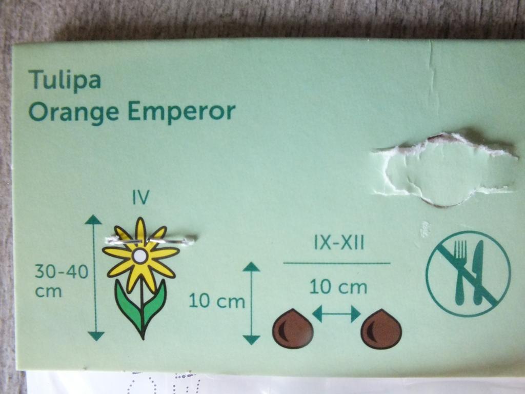 7 x Orange Emperor Tulpenzwiebeln - winterharter Pflanzen für Garten und Balkon -mehrjährig - für Topf und Beet