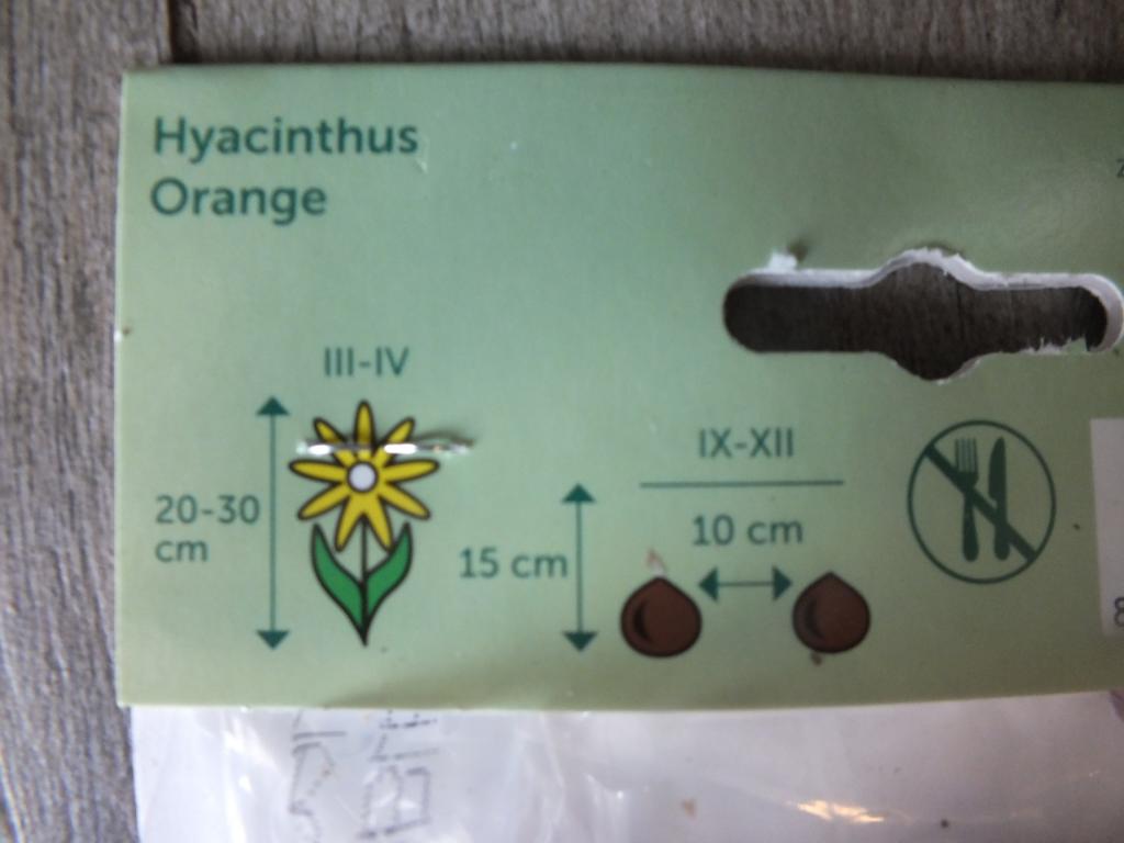 3 Hyacinthus - Hyazinthen orange Blumenzwiebeln - winterharter Pflanzen für Garten und Balkon -mehrjährig - für Topf und Beet