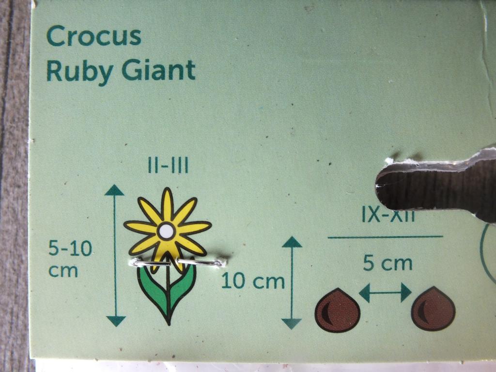 10 Stück XXL Krokusse Jeanne d'Arc Blumenzwiebeln - winterharter Pflanzen für Garten und Balkon -mehrjährig - für Topf und Beet