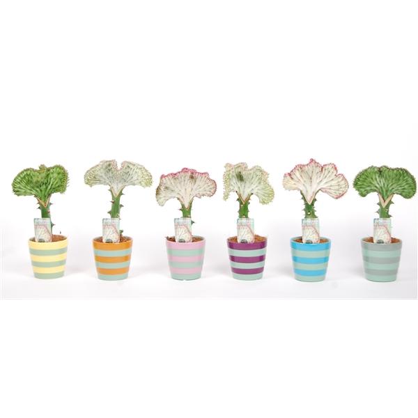EUPHORBIA Lactea CRISTATA 30-35 cm Zimmerpflanze Kakteen Sukkulent Kammartig Wellenartig Einzigartig unikat