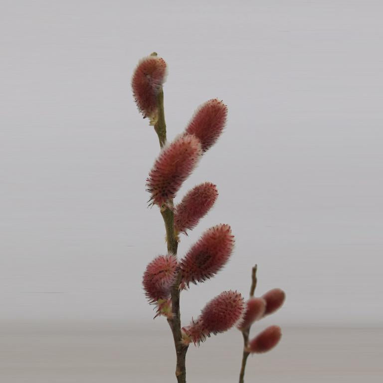 Růžová obří vrba kočička Mount Aso Keř 50-60 cm Růžová obří vrba kočička - Salix gracilistyla 'Mount Aso' - Vrba kočička