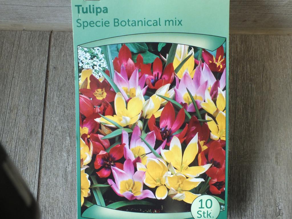 10 x Botanisch Mischung Tulpenzwiebeln - winterharter Pflanzen für Garten und Balkon -mehrjährig - für Topf und Beet