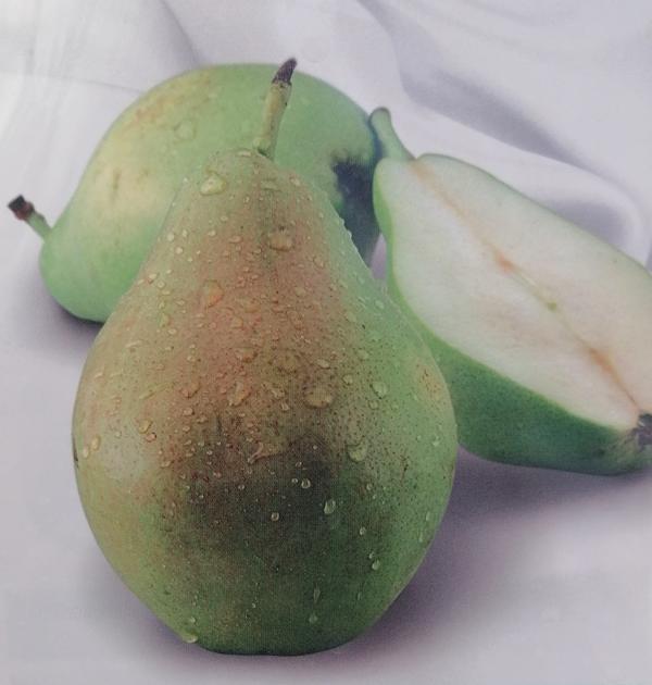 Pyrus communis 'Blanca de Aranjuez' 170-200 cm / kmen 80-100 cm - hrušeň