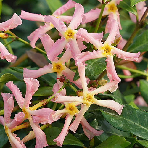 Toskánský jasmín Trachelospermum 'Pink Showers' - popínavá rostlina