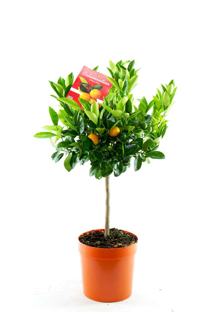 Calamondinorange 80 cm Citrofortunella microcarpa Citrus calamondin