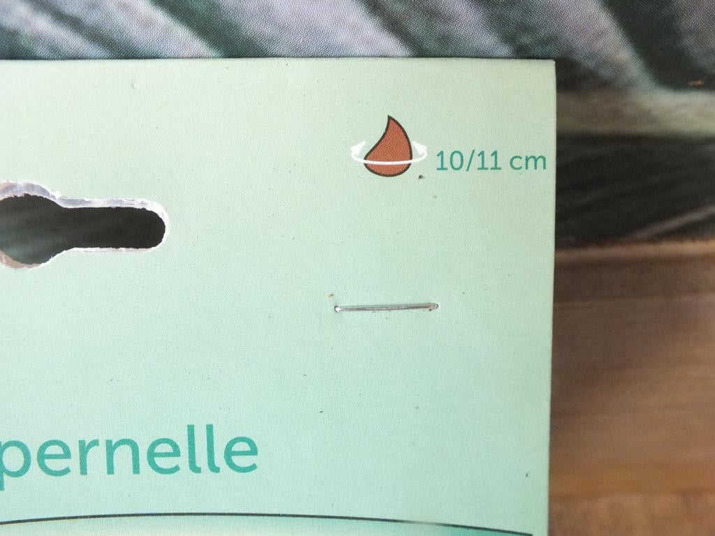 7 narcisů, cibule dvoulistých Campernelles - mrazuvzdorné rostliny do zahrady a na balkon - trvalky - do květináčů a záhonů