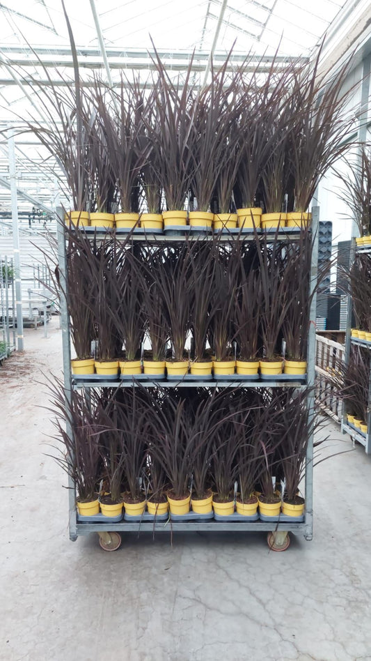 3 kusy novozélandského lnu 'Rubra Nana' fialové barvy cca. 80 - mrazuvzdorný