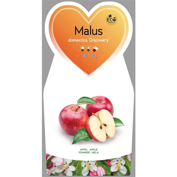 Malus domestica 'Discovery' - letní jabloň 'Discovery - jabloň