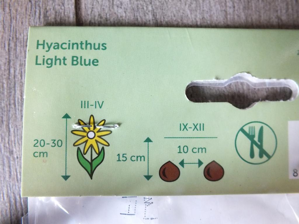 3 Hyacinthus - Hyazinthen Light Blue Blumenzwiebeln - winterharter Pflanzen für Garten und Balkon -mehrjährig - für Topf und Beet
