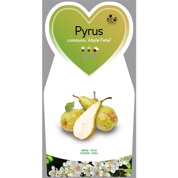 Hrušeň - Pyrus communis 'Abate Fetel' / 'Abbé Fétel'