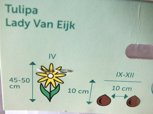 7 x cibule tulipánů Lady Van Eijk - mrazuvzdorné rostliny do zahrady a na balkon - trvalky - do květináčů a záhonů