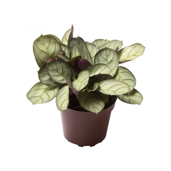 Maranta Leuconeura Amabilis Mint Korbmarante - Marante - Zimmerpflanze
