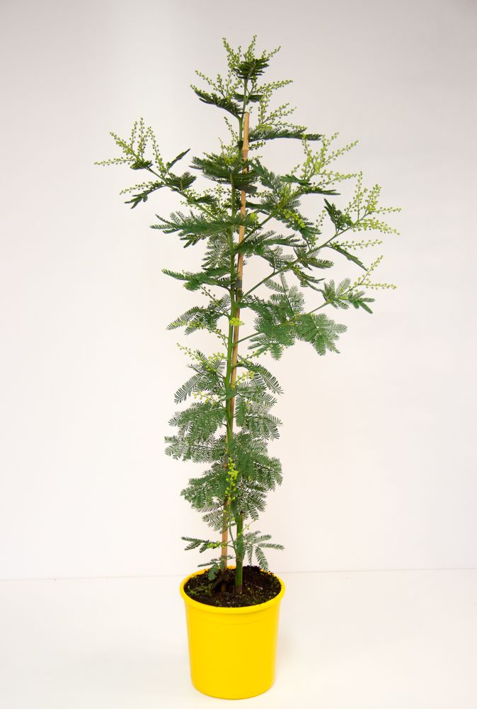 Mimosa dealbata Gaulois Canne 80-100 cm žlutá mimóza zimní mimóza 'Gaulois'